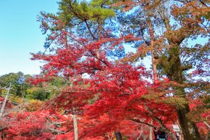 岩屋堂公園、紅葉、11月、愛知県瀬戸市の観光・撮影スポットの画像と写真