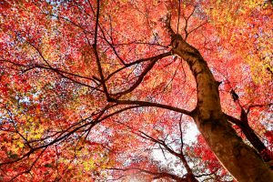 岩屋堂公園、紅葉、11月、愛知県瀬戸市の観光・撮影スポットの画像と写真