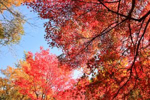 岩屋堂公園、紅葉、11月、愛知県瀬戸市の観光・撮影スポットの画像と写真