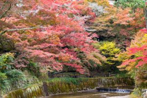 岩屋堂公園　紅葉　11月　愛知県瀬戸市の観光・撮影スポットの画像と写真