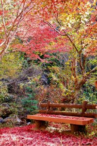 岩屋堂公園、紅葉、11月、愛知県瀬戸市の観光・撮影スポットの画像と写真
