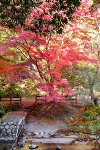 岩屋堂公園、紅葉、11月、愛知県瀬戸市の観光・撮影スポットの画像と写真