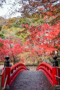 岩屋堂公園、紅葉、11月、愛知県瀬戸市の観光・撮影スポットの画像と写真