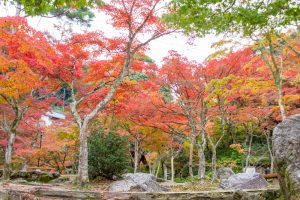 岩屋堂公園、紅葉、11月、愛知県瀬戸市の観光・撮影スポットの画像と写真