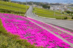 霞間ケ渓公園、芝桜、4月春の花、岐阜県揖斐郡の観光・撮影スポットの名所
