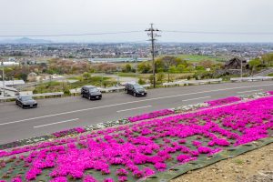 霞間ケ渓公園、芝桜、4月春の花、岐阜県揖斐郡の観光・撮影スポットの名所