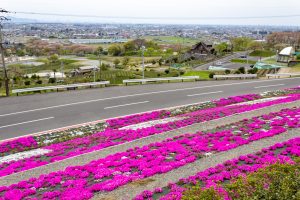 霞間ケ渓公園、芝桜、4月春の花、岐阜県揖斐郡の観光・撮影スポットの名所