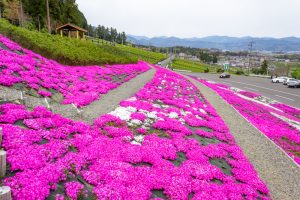 霞間ケ渓公園、芝桜、4月春の花、岐阜県揖斐郡の観光・撮影スポットの名所