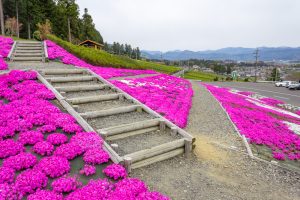 霞間ケ渓公園、芝桜、4月春の花、岐阜県揖斐郡の観光・撮影スポットの名所