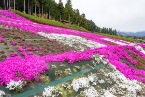 霞間ケ渓公園、芝桜、4月春の花、岐阜県揖斐郡の観光・撮影スポットの名所