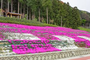 霞間ケ渓公園、芝桜、4月春の花、岐阜県揖斐郡の観光・撮影スポットの名所