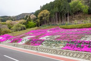 霞間ケ渓公園、芝桜、4月春の花、岐阜県揖斐郡の観光・撮影スポットの名所