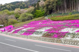 霞間ケ渓公園、芝桜、4月春の花、岐阜県揖斐郡の観光・撮影スポットの名所
