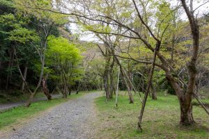 霞間ケ渓公園、桜、4月春の花、岐阜県揖斐郡の観光・撮影スポットの名所