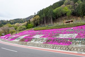 霞間ケ渓公園、芝桜、4月春の花、岐阜県揖斐郡の観光・撮影スポットの名所