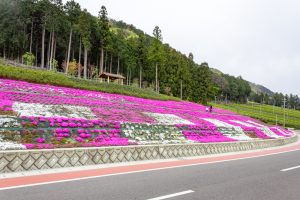 霞間ケ渓公園、芝桜、4月春の花、岐阜県揖斐郡の観光・撮影スポットの名所