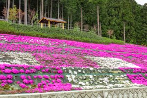 霞間ケ渓公園、芝桜、4月春の花、岐阜県揖斐郡の観光・撮影スポットの名所