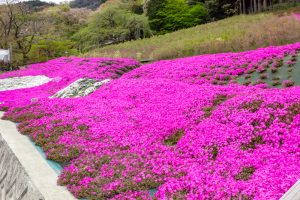 霞間ケ渓公園、芝桜、4月春の花、岐阜県揖斐郡の観光・撮影スポットの名所