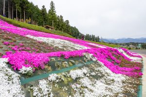 霞間ケ渓公園、芝桜、4月春の花、岐阜県揖斐郡の観光・撮影スポットの名所