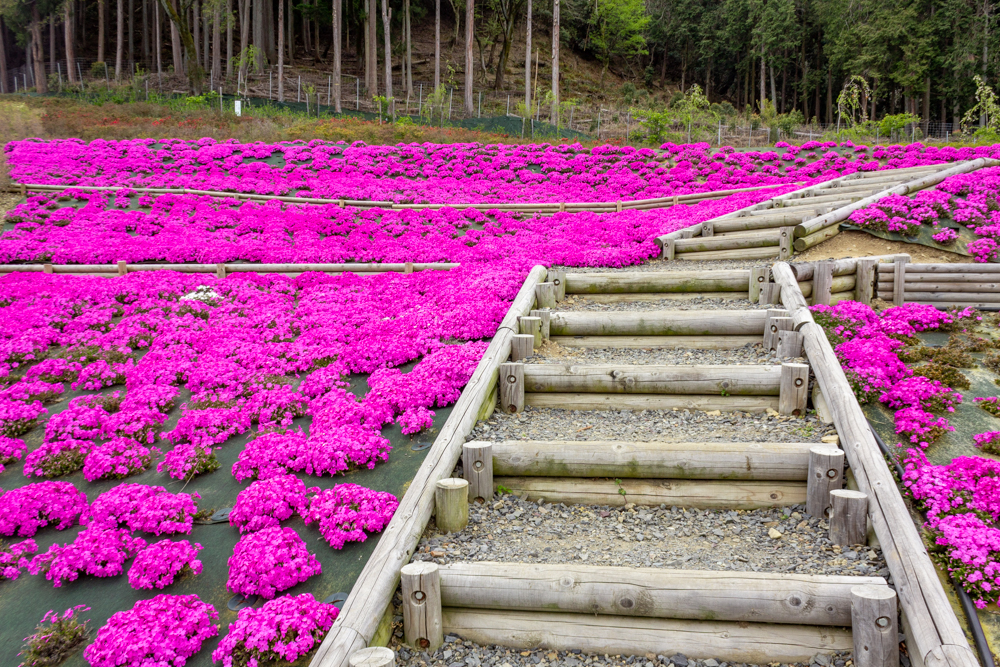 霞間ケ渓公園、芝桜、4月春の花、岐阜県揖斐郡の観光・撮影スポットの名所