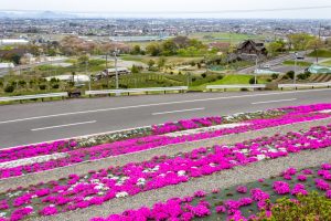 霞間ケ渓公園、芝桜、4月春の花、岐阜県揖斐郡の観光・撮影スポットの名所