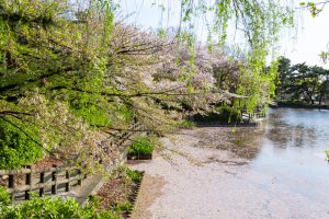 亀城公園、桜、3月の春の花、愛知県刈谷市の観光・撮影スポットの名所