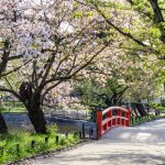 亀城公園、桜、3月の春の花、愛知県刈谷市の観光・撮影スポットの名所