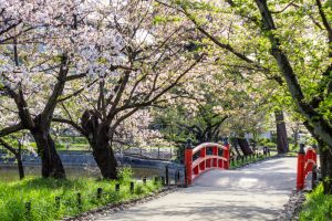 亀城公園、桜、3月の春の花、愛知県刈谷市の観光・撮影スポットの名所