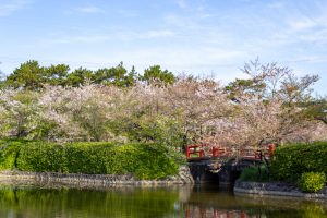 亀城公園、桜、3月の春の花、愛知県刈谷市の観光・撮影スポットの名所