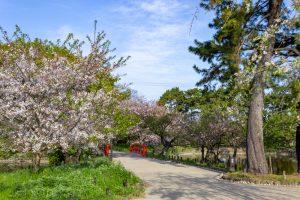 亀城公園、桜、3月の春の花、愛知県刈谷市の観光・撮影スポットの名所
