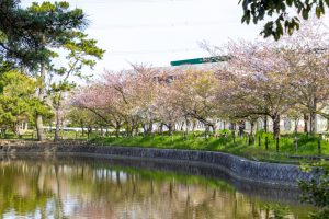 亀城公園、桜、3月の春の花、愛知県刈谷市の観光・撮影スポットの名所