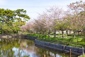 亀城公園、桜、3月の春の花、愛知県刈谷市の観光・撮影スポットの名所
