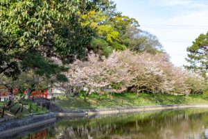亀城公園、桜、3月の春の花、愛知県刈谷市の観光・撮影スポットの名所