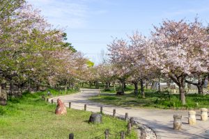 亀城公園、桜、3月の春の花、愛知県刈谷市の観光・撮影スポットの名所