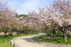 亀城公園、桜、3月の春の花、愛知県刈谷市の観光・撮影スポットの名所