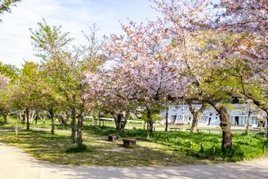 亀城公園、桜、3月の春の花、愛知県刈谷市の観光・撮影スポットの名所