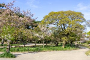亀城公園、桜、3月の春の花、愛知県刈谷市の観光・撮影スポットの名所