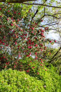亀城公園、桜、3月の春の花、愛知県刈谷市の観光・撮影スポットの名所
