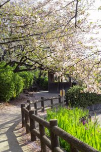 亀城公園、桜、3月の春の花、愛知県刈谷市の観光・撮影スポットの名所