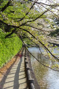 亀城公園、桜、3月の春の花、愛知県刈谷市の観光・撮影スポットの名所
