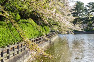 亀城公園、桜、3月の春の花、愛知県刈谷市の観光・撮影スポットの名所