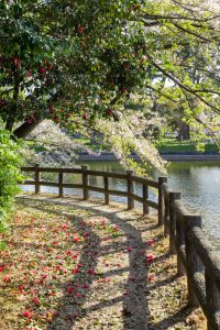 亀城公園、桜、3月の春の花、愛知県刈谷市の観光・撮影スポットの名所