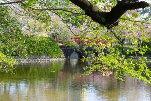 亀城公園、桜、3月の春の花、愛知県刈谷市の観光・撮影スポットの名所