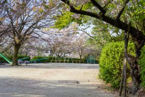 亀城公園、桜、3月の春の花、愛知県刈谷市の観光・撮影スポットの名所
