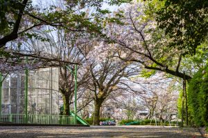 亀城公園、桜、3月の春の花、愛知県刈谷市の観光・撮影スポットの名所