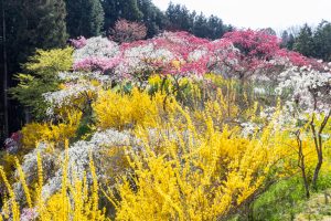 上中のしだれ桃、4月の春の花、愛知県豊田市の観光・撮影スポットの画像と写真