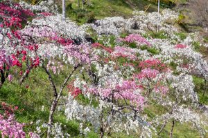 上中のしだれ桃、4月の春の花、愛知県豊田市の観光・撮影スポットの画像と写真