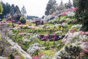 上中のしだれ桃、4月の春の花、愛知県豊田市の観光・撮影スポットの画像と写真