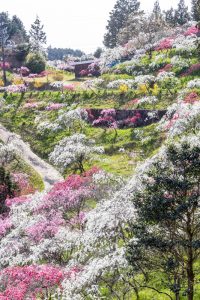 上中のしだれ桃、4月の春の花、愛知県豊田市の観光・撮影スポットの画像と写真