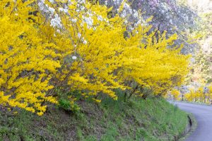 上中のしだれ桃、4月の春の花、愛知県豊田市の観光・撮影スポットの画像と写真